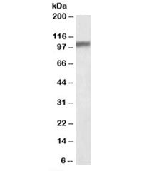 Hap1 Antibody