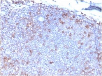 IHC staining of FFPE human tonsil tissue with FasL antibody (clone FASLG/4453). HIER: boil tissue se