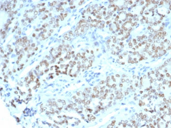 IHC staining of FFPE human fallopian tube tissue with BTBD9 antibody (clone BTBD9/7501). HIER: boil