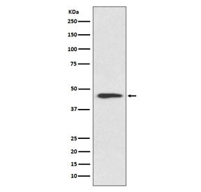 Cyclin B2 Antibody / CCNB2
