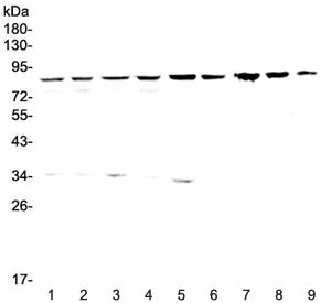 CD2AP Antibody