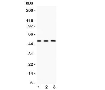 Western blot testing of GATA3 antibody and Lane 1: rat brain; 2: human MCF-7; 3: (h) HEPG2. Predicte