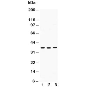 Midkine Antibody