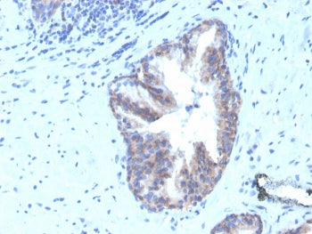 CD47 Antibody / IAP / Integrin Associated Protein
