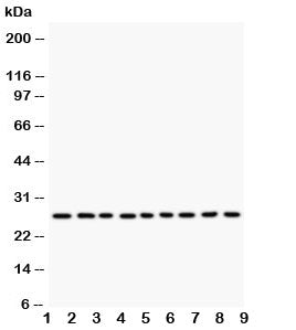 Kallikrein 6 Antibody