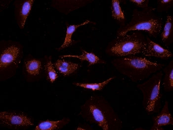 CYP26A1 Antibody