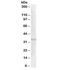 CREM Antibody