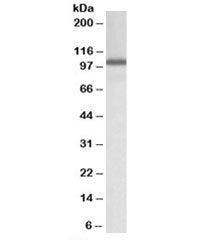 NUP107 Antibody