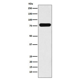 Villin Antibody