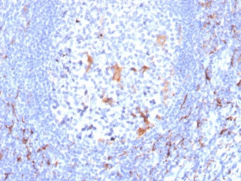 IHC staining of FFPE human tonsil with CD163 antibody (clone M130/2163). HIER: boil tissue sections