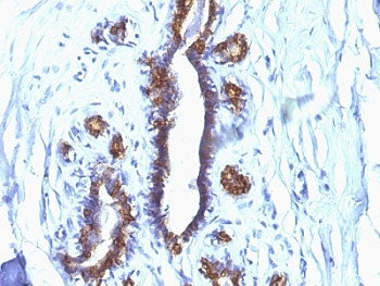 MUC1 Antibody / Mucin-1