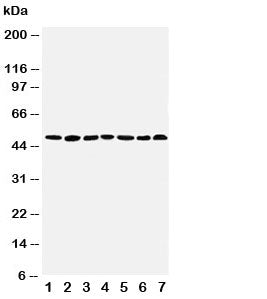 CtBP1 Antibody