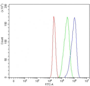 MYO1B Antibody / Myosin IB