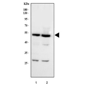 XIAP Antibody