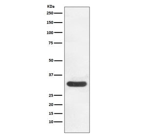 CDK4 Antibody