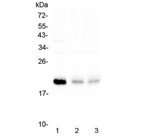 BNIP3 Antibody
