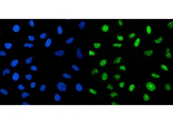 Immunofluorescent staining of FFPE human HeLa cells with CRTC3 antibody (green) and DAPI nuclear sta