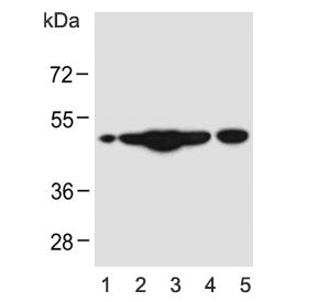 CEPT1 Antibody