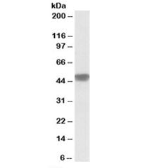 NDUFS2 Antibody