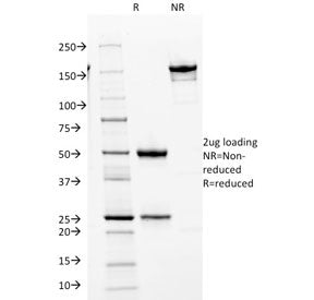 CDK2 Antibody