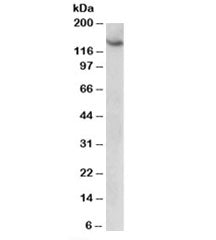 AGTPBP1 Antibody