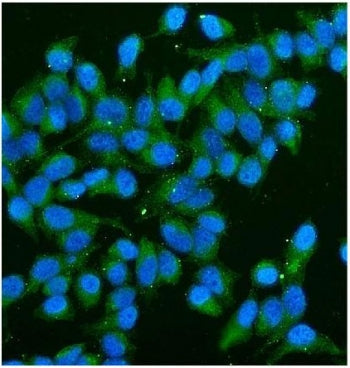 CD59 Antibody