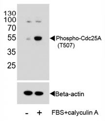 CDC25A Antibody (phospho-T507)