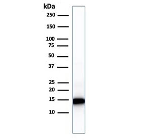 Cytochrome C Antibody