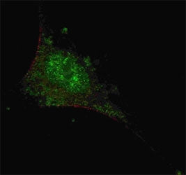 SMAD2 Antibody