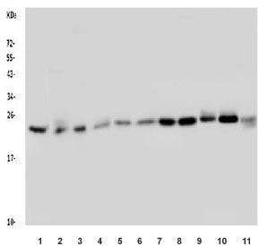 RAB5A Antibody