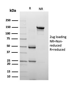 SDS-PAGE analysis of purified, BSA-free Chromogranin A antibody (clone CHGA/4223) as confirmation of