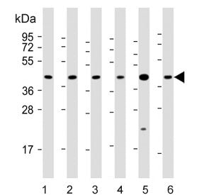 ERLIN2 Antibody