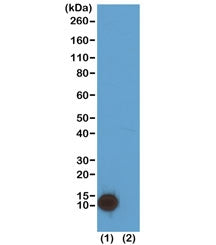 H4K5ac Antibody / Acetyl Histone H4 Lysine 5
