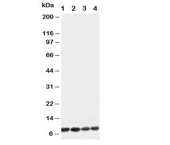 Apelin Antibody