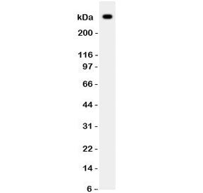Western blot testing of VWF antibody and human HT1080 lysate. Predicted molecular weight ~309 kDa.