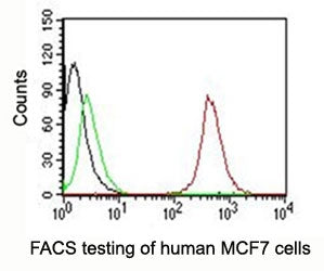 CD63 Antibody / LAMP-3