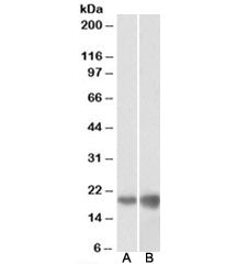 DUT Antibody