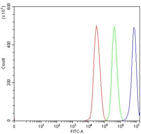 DHX29 Antibody / DEAH box protein 29