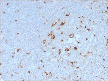 IHC staining of FFPE human tonsil with recombinant CD68 antibody (clone C68/2908R). HIER: boil tissu