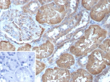 IHC staining of FFPE human kidney tissue with Fatty Acid Binding Protein 1 antibody (clone FABP1/446