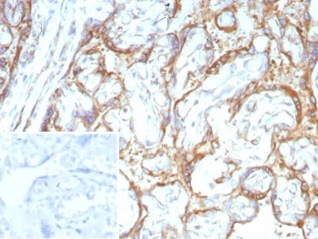 IHC staining of FFPE human placental tissue with Purified RET antibody (clone RET/8786). Inset: PBS