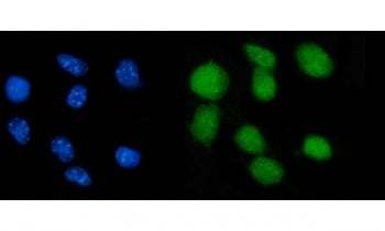 Nr0b2 Antibody / Nuclear receptor subfamily 0 group B member 2