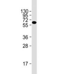 NPR3 Antibody / Natriuretic peptide receptor C
