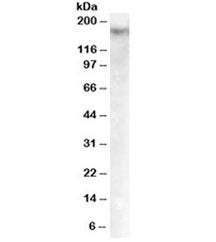 DNMT1 Antibody