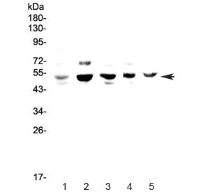 NFIB Antibody / Nuclear factor 1 B-type