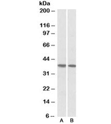 KLF2 Antibody