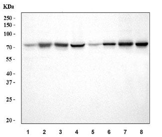 ADAM9 Antibody