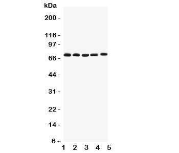Kv1.4 Antibody