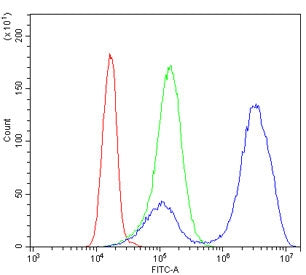 GATA1 Antibody