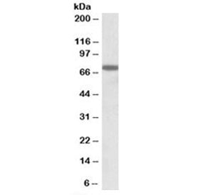 RACGAP1 Antibody